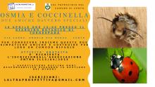 cartolina informativa con fotografie dell'osmia e della coccinella