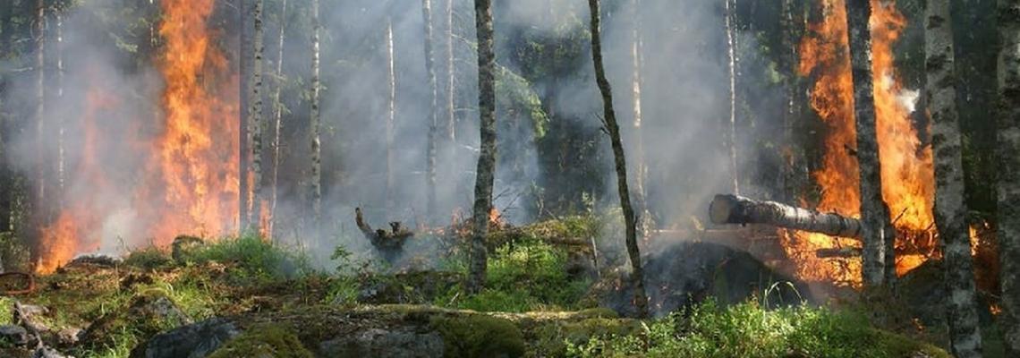 bosco appenino emiliano incendio